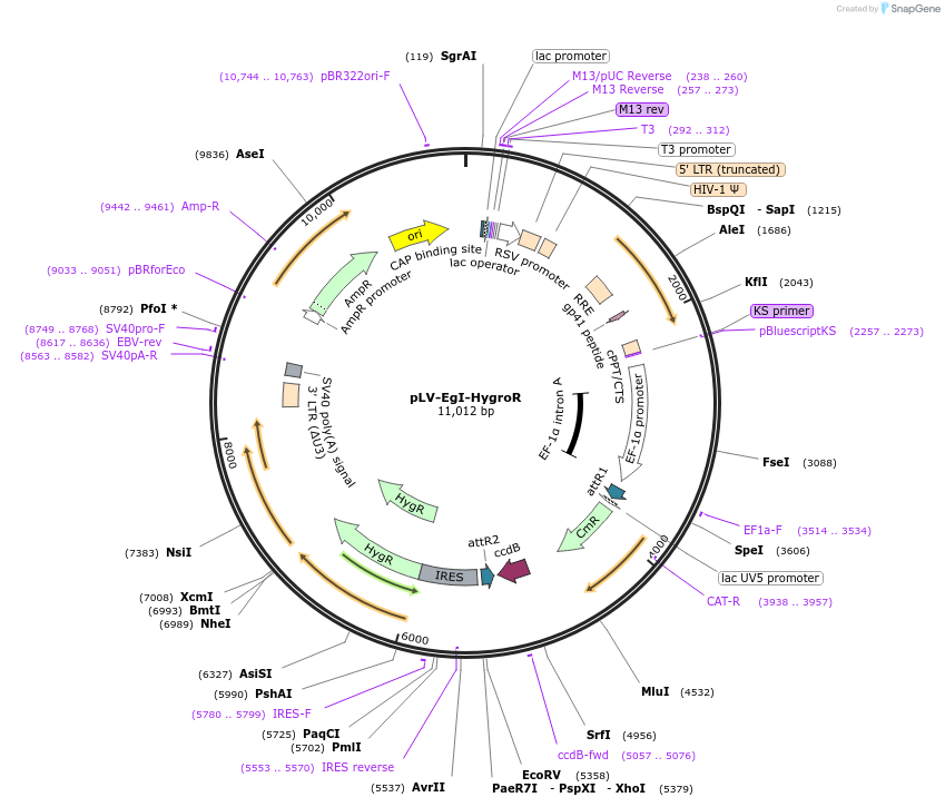 207177-plasmid-map-sequence-id-429169