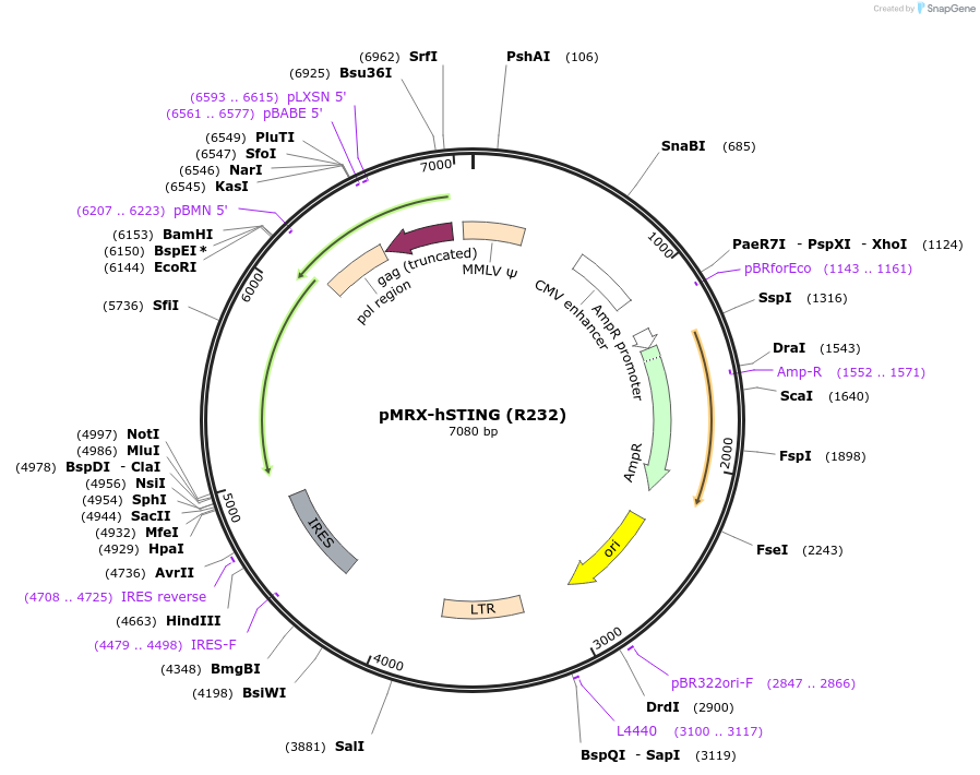 214162-plasmid-map-sequence-id-429170