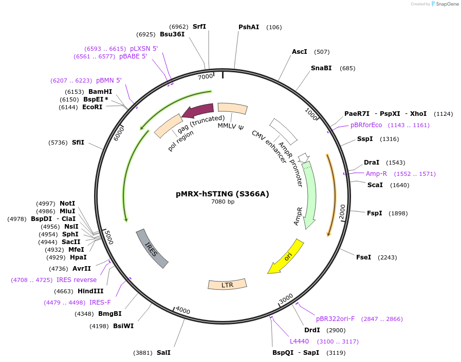 214163-plasmid-map-sequence-id-429176