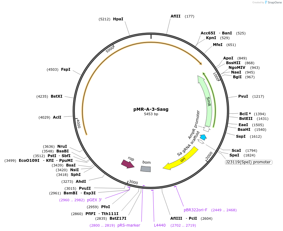 214349-plasmid-map-sequence-id-429179