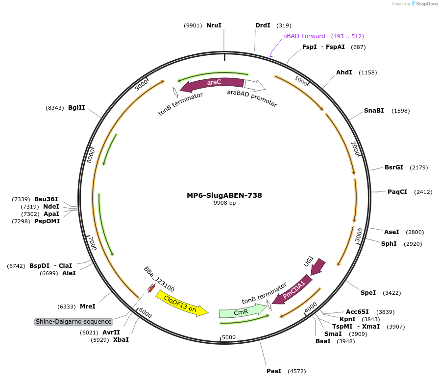 214348-plasmid-map-sequence-id-429180