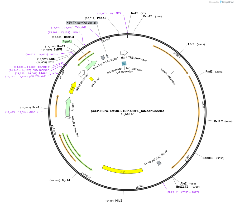 202566-plasmid-map-sequence-id-429181