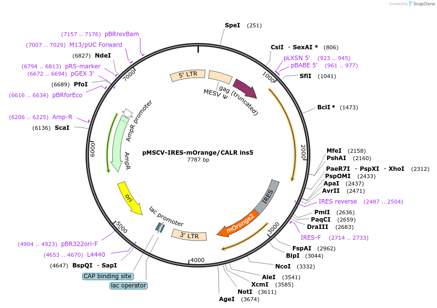 214769-plasmid-map-sequence-id-429203