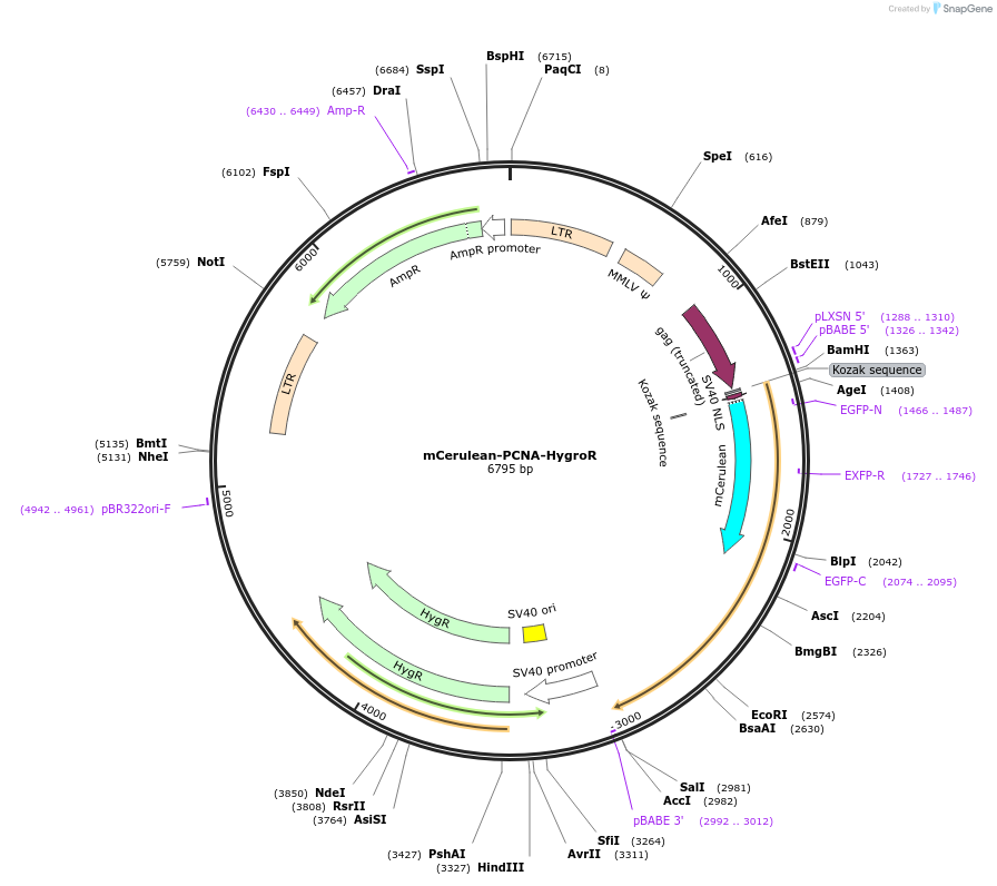 215064-plasmid-map-sequence-id-429214