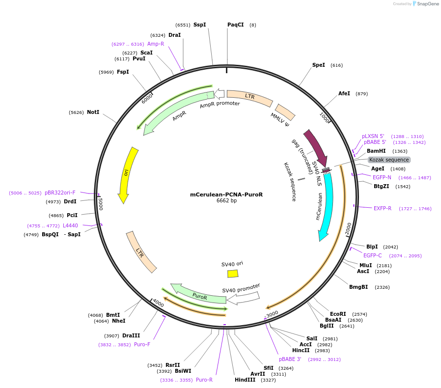 215063-plasmid-map-sequence-id-429216