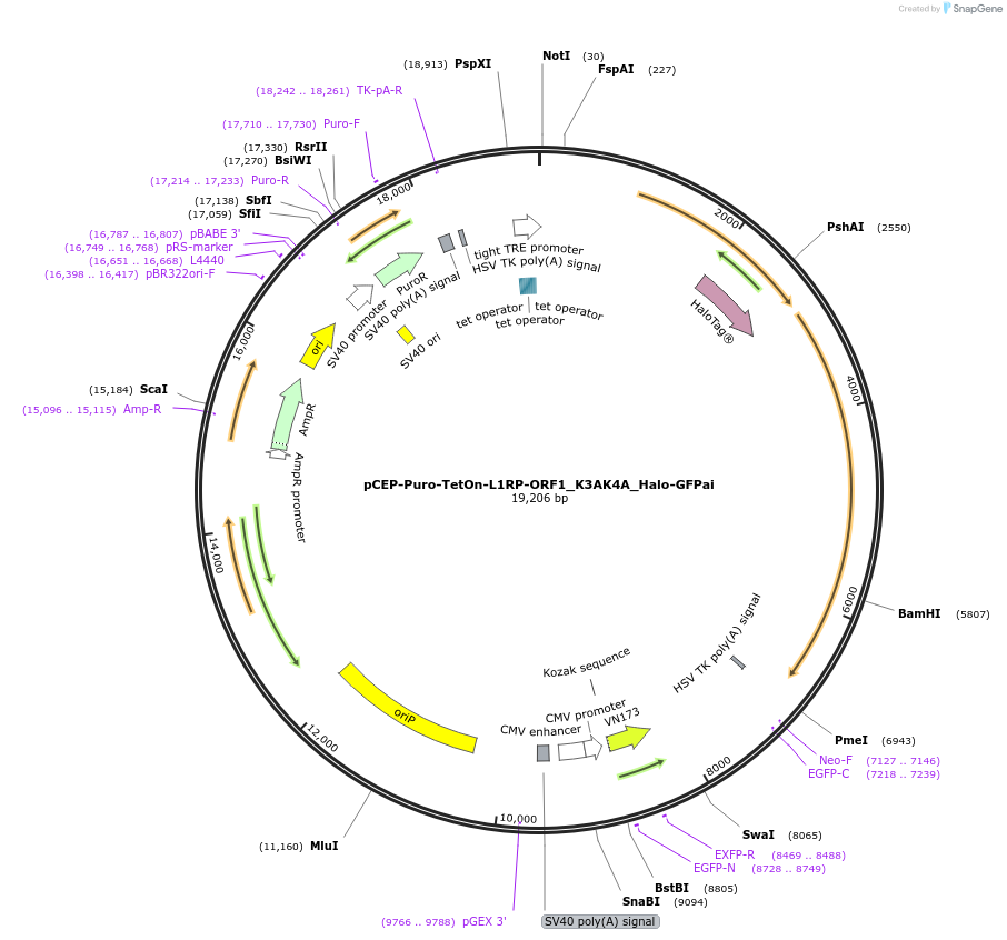 202568-plasmid-map-sequence-id-429225