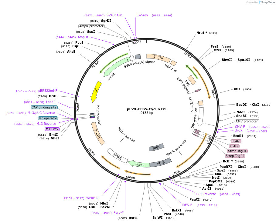 215151-plasmid-map-sequence-id-429261