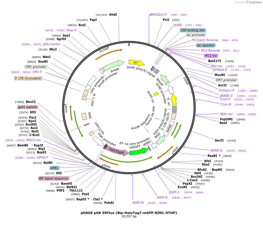215013-plasmid-map-sequence-id-429268