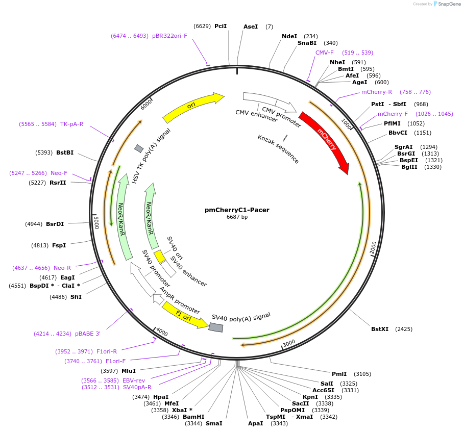 216698-plasmid-map-sequence-id-429280
