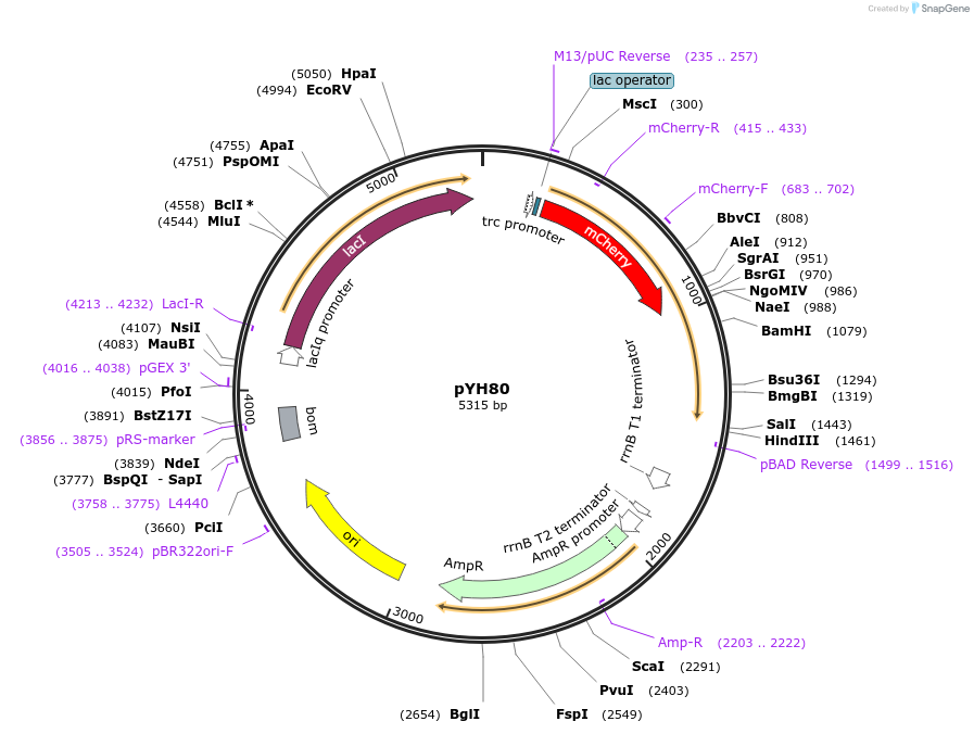 217387-plasmid-map-sequence-id-429299