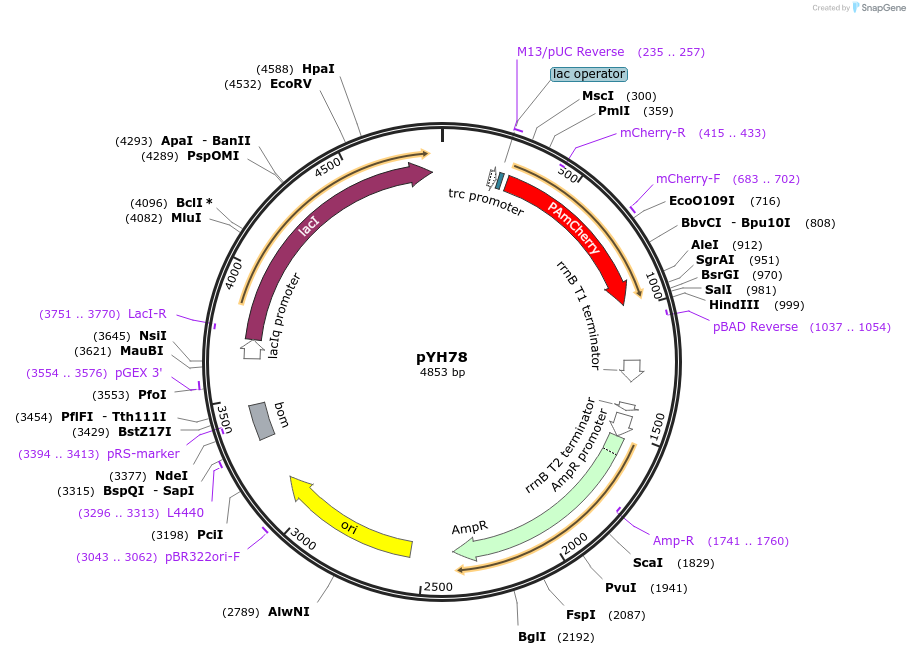 217386-plasmid-map-sequence-id-429301