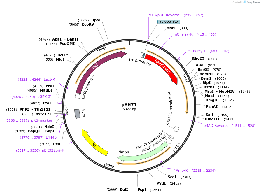 217381-plasmid-map-sequence-id-429303