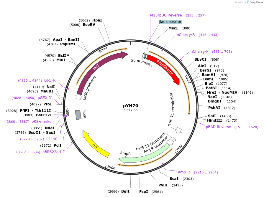 217380-plasmid-map-sequence-id-429304
