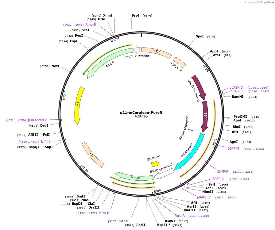 215077-plasmid-map-sequence-id-429306