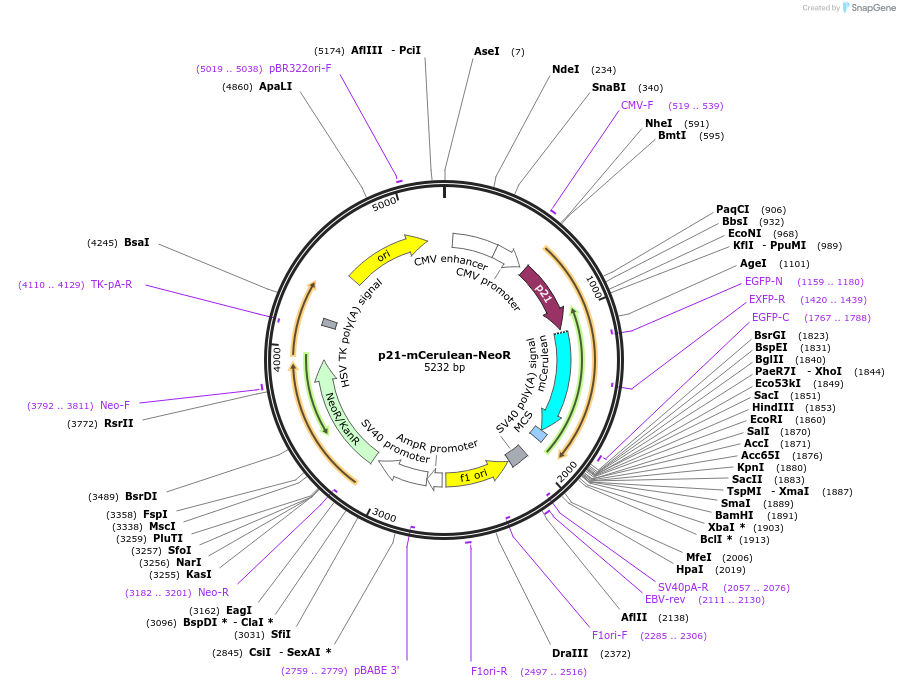215080-plasmid-map-sequence-id-429307