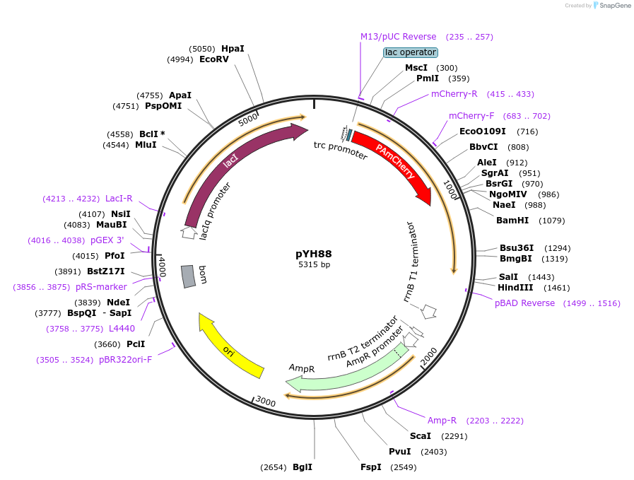 217388-plasmid-map-sequence-id-429311
