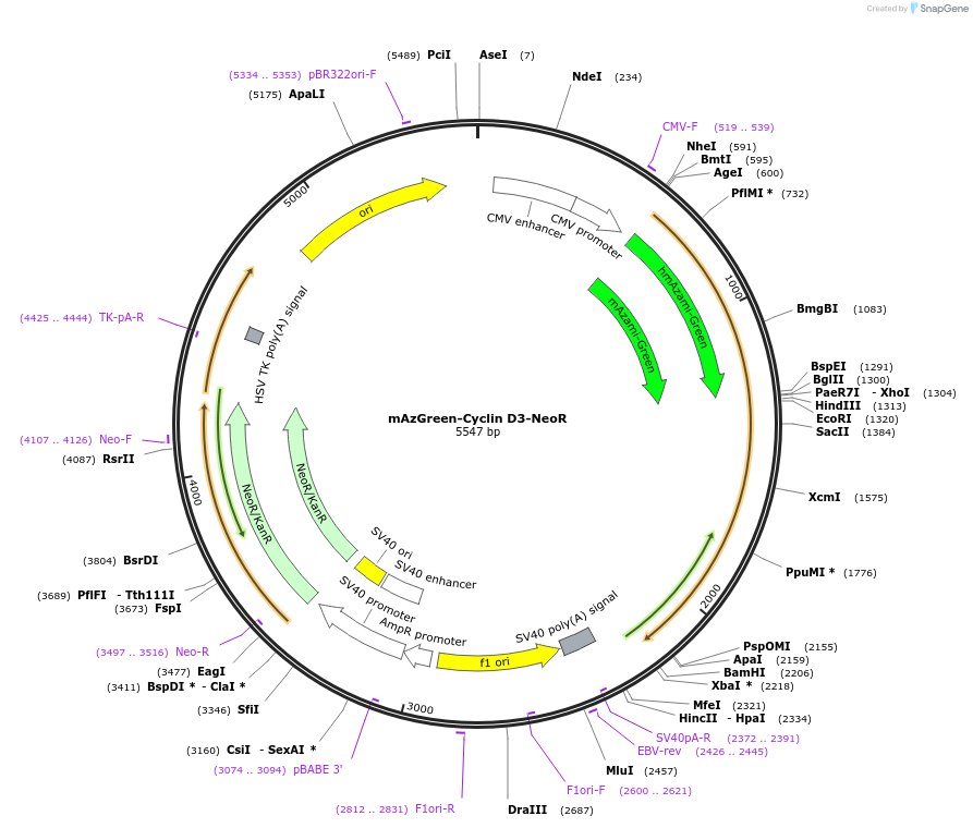 215061-plasmid-map-sequence-id-429313