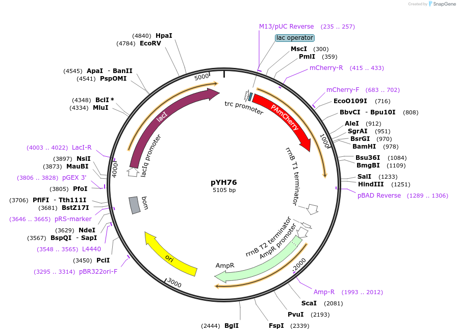 217384-plasmid-map-sequence-id-429314