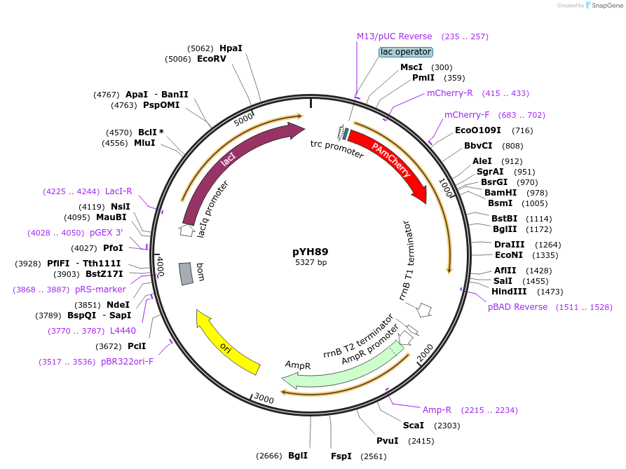 217390-plasmid-map-sequence-id-429316