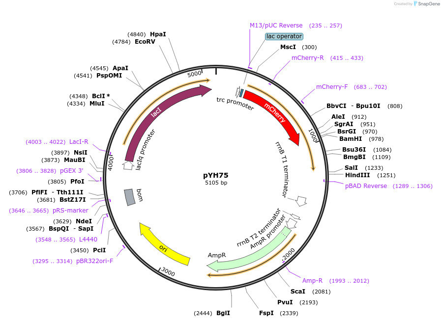 217383-plasmid-map-sequence-id-429317