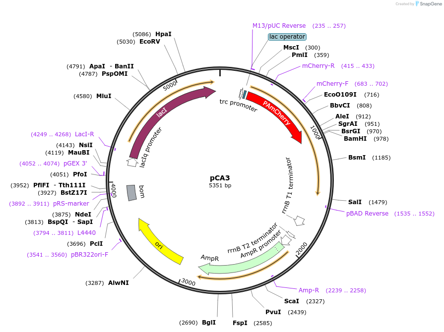 217391-plasmid-map-sequence-id-429319