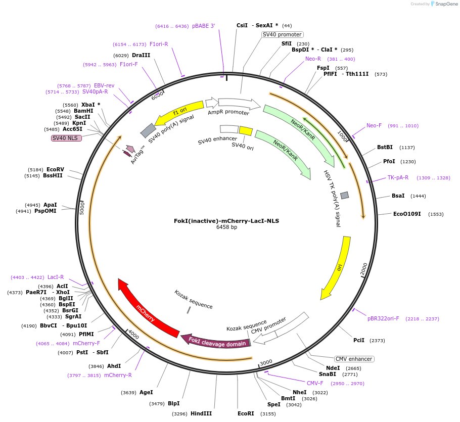 215100-plasmid-map-sequence-id-429321