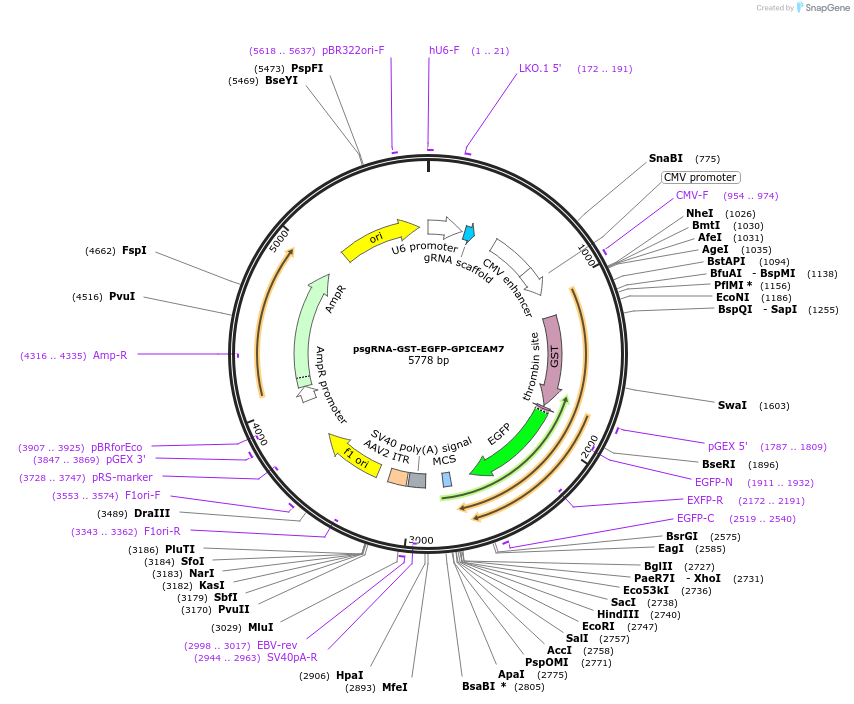 213721-plasmid-map-sequence-id-429326