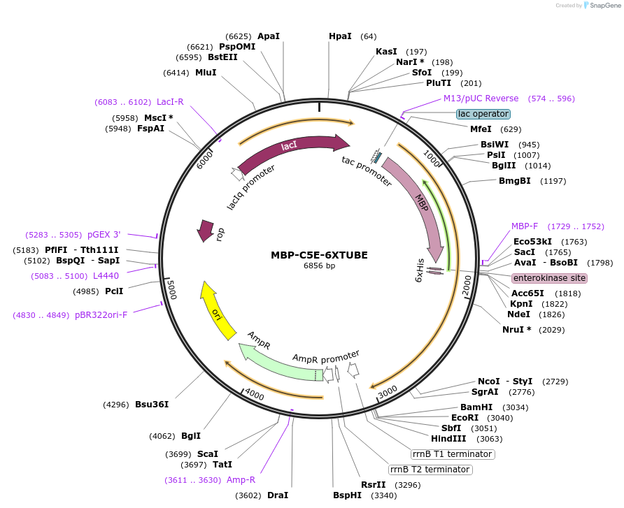 217628-plasmid-map-sequence-id-429327