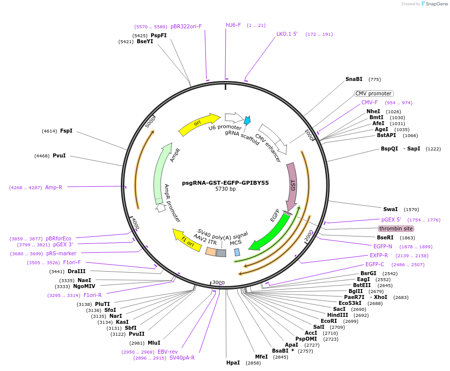213720-plasmid-map-sequence-id-429328