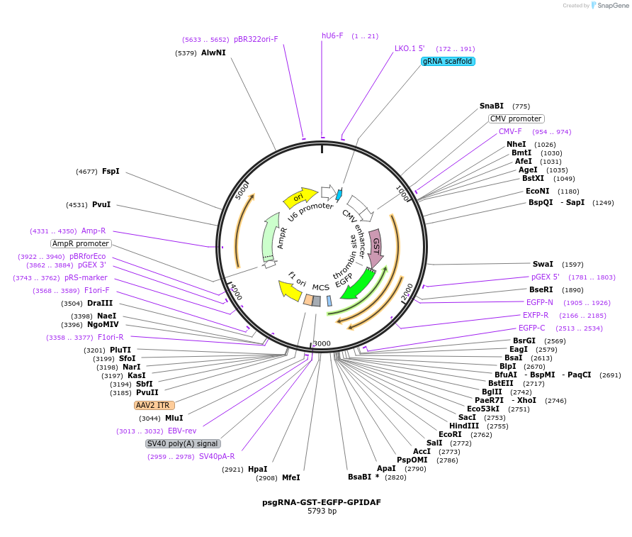 213719-plasmid-map-sequence-id-429329