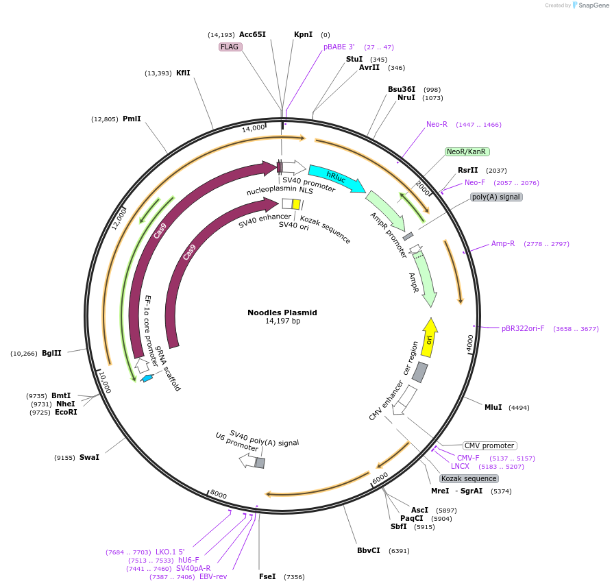 212613-plasmid-map-sequence-id-429354