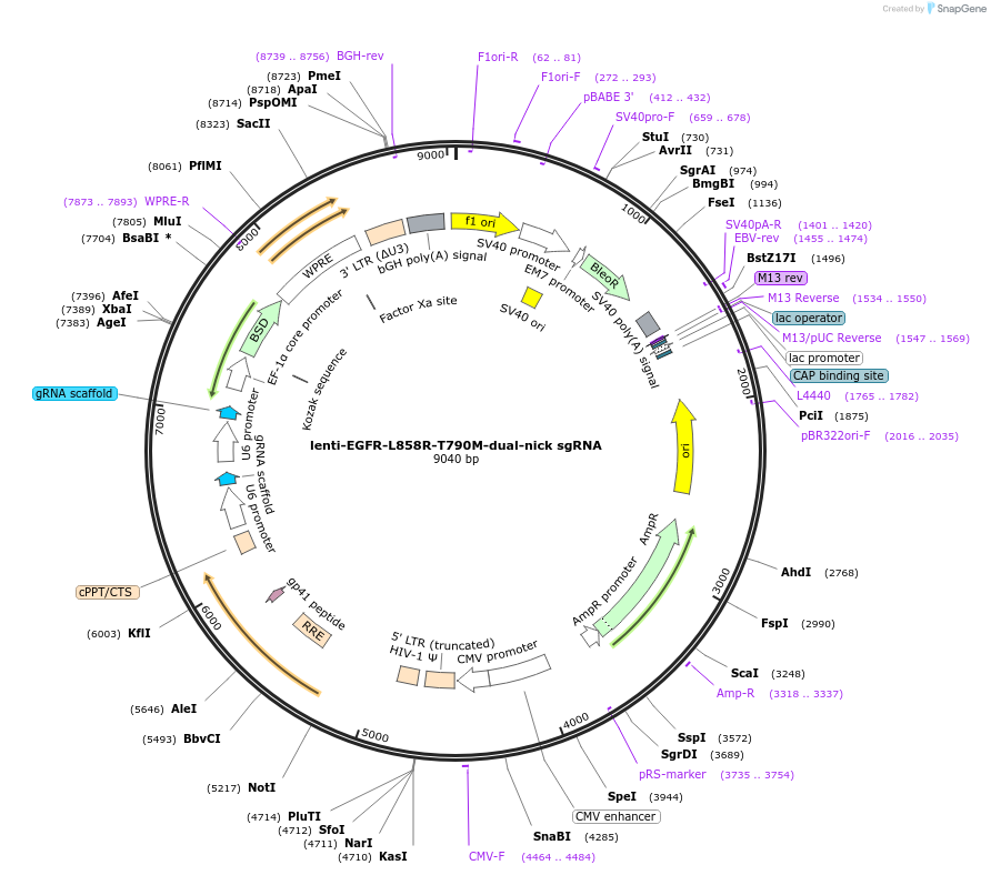 214101-plasmid-map-sequence-id-429357