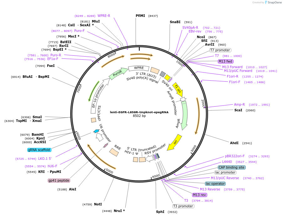 214092-plasmid-map-sequence-id-429359