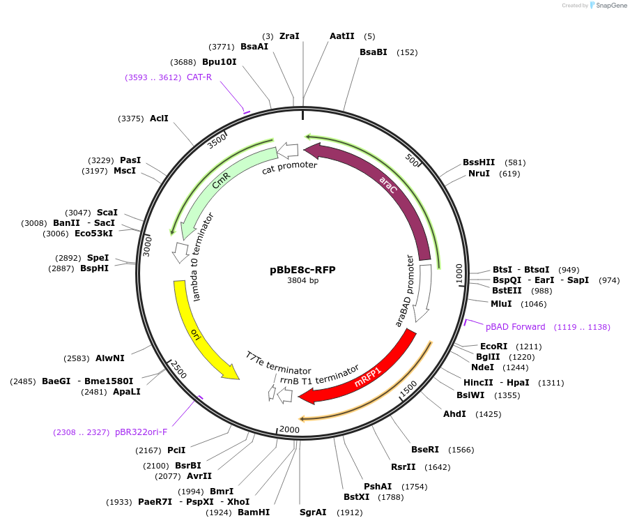 35269-plasmid-map-sequence-id-42936