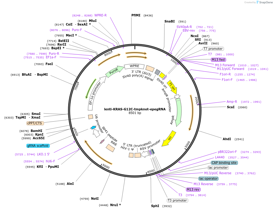 214094-plasmid-map-sequence-id-429363