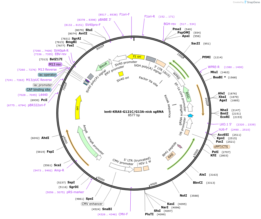 214099-plasmid-map-sequence-id-429364