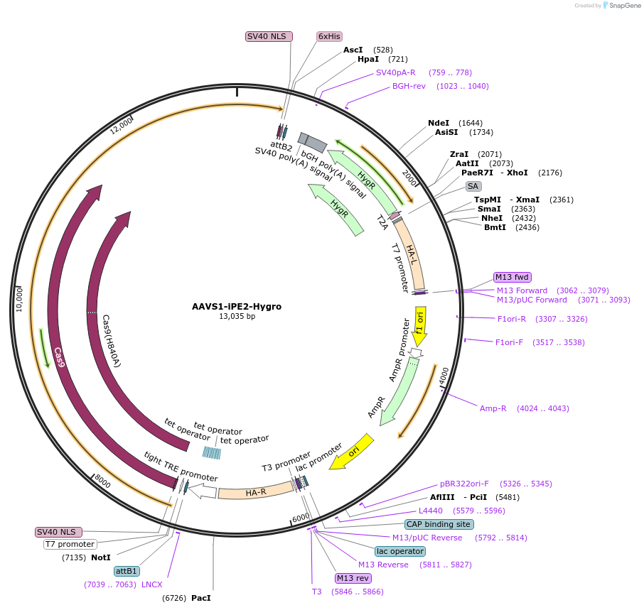 214019-plasmid-map-sequence-id-429369