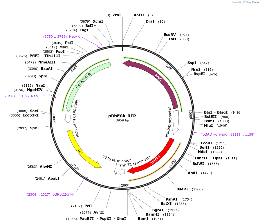 35270-plasmid-map-sequence-id-42937