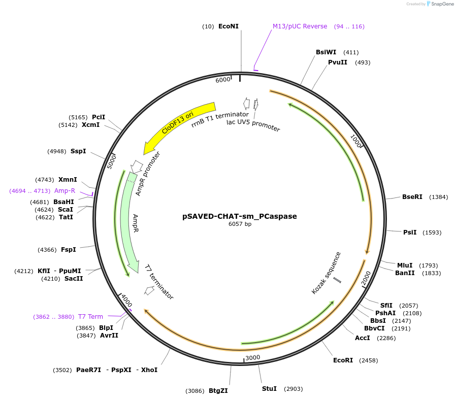 214048-plasmid-map-sequence-id-429374