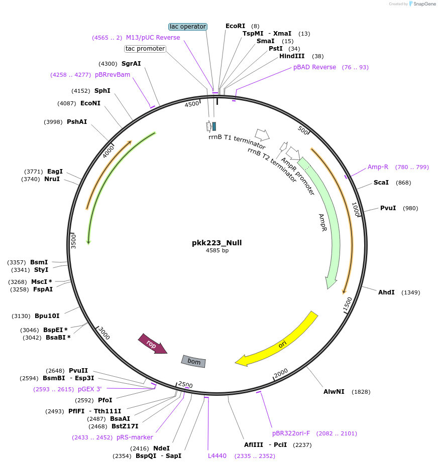 213111-plasmid-map-sequence-id-429380