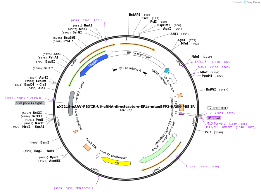 213480-plasmid-map-sequence-id-429392