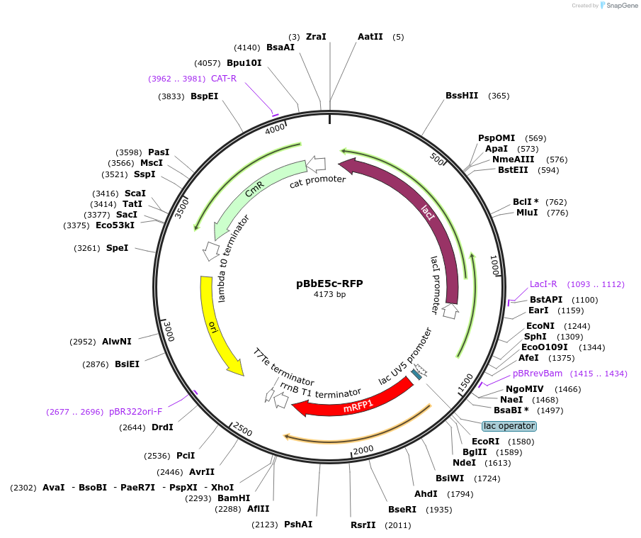 35278-plasmid-map-sequence-id-42945