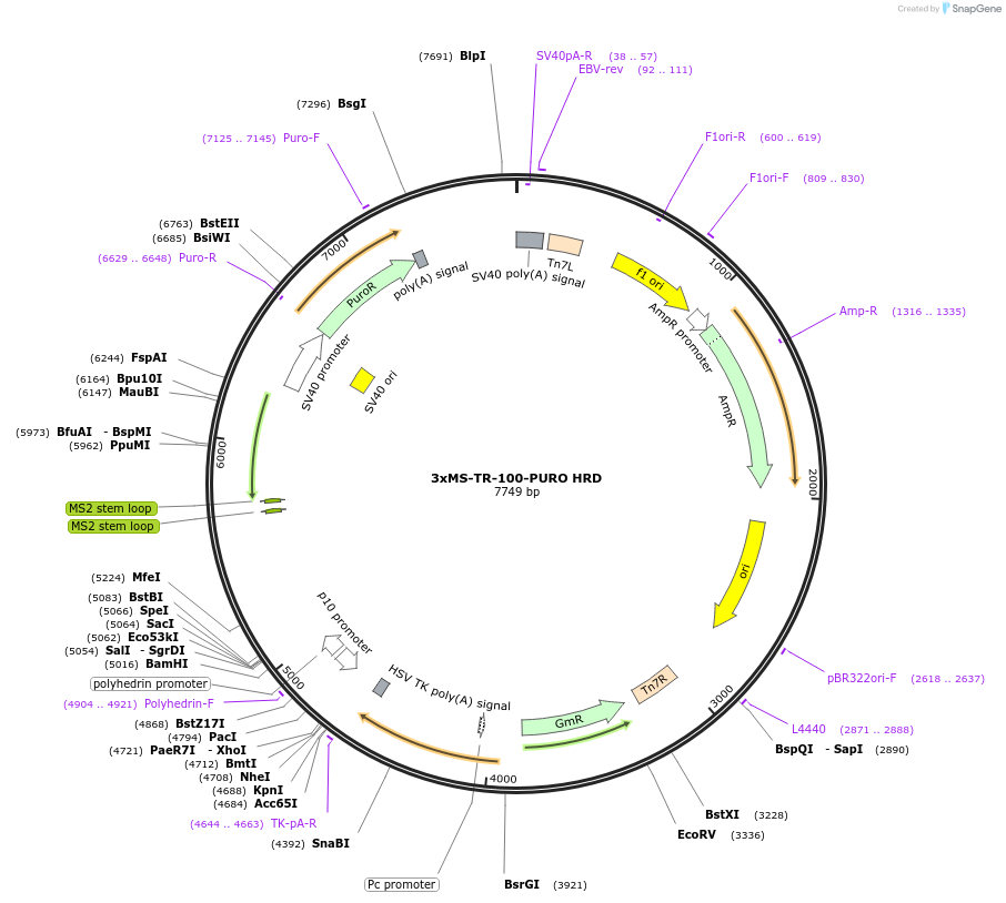 207582-plasmid-map-sequence-id-429467