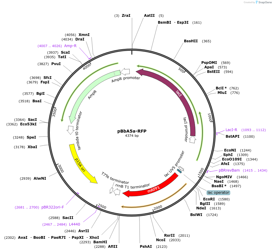35280-plasmid-map-sequence-id-42947
