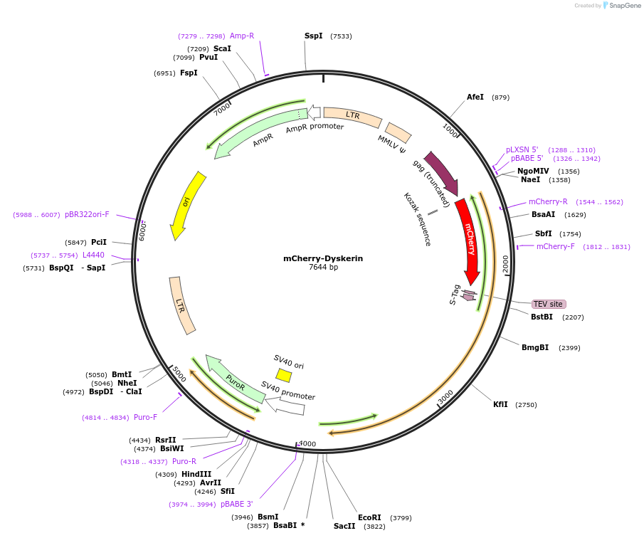 207577-plasmid-map-sequence-id-429490