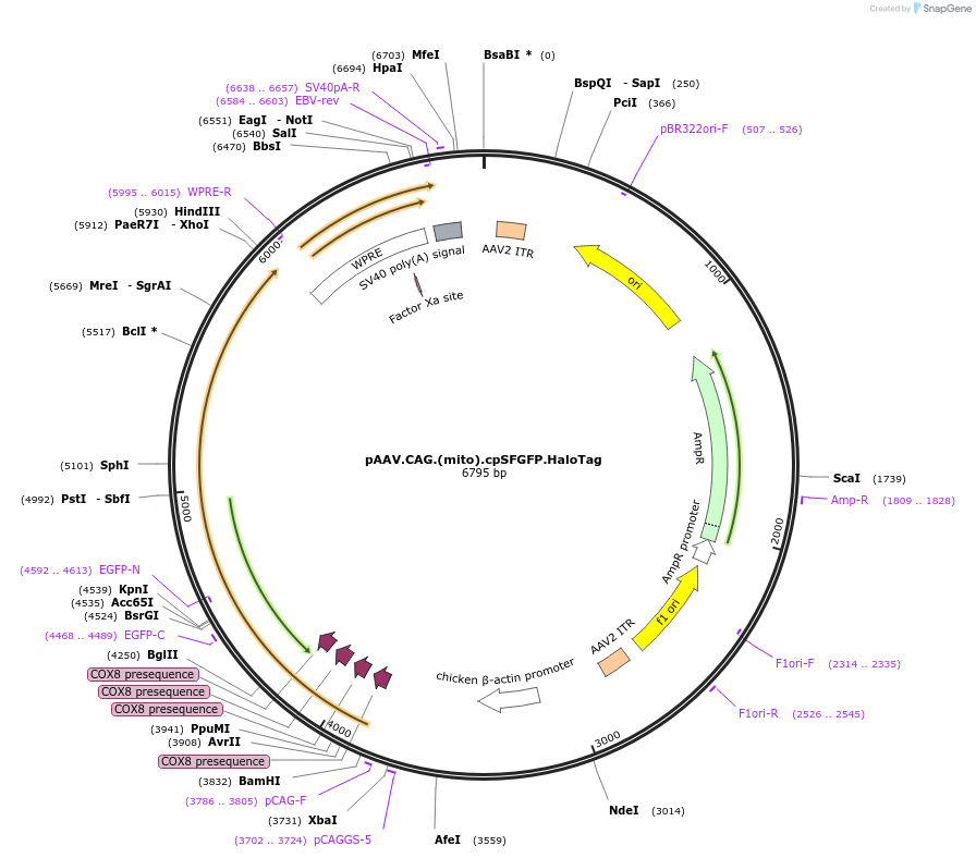 214925-plasmid-map-sequence-id-429495