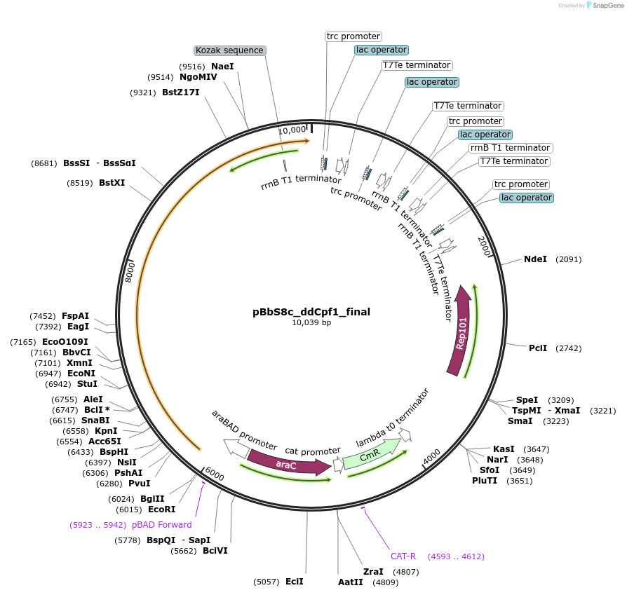 212040-plasmid-map-sequence-id-429497