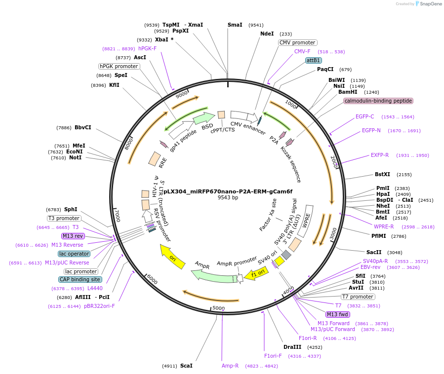 214927-plasmid-map-sequence-id-429502