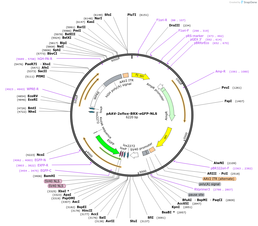 217535-plasmid-map-sequence-id-429503