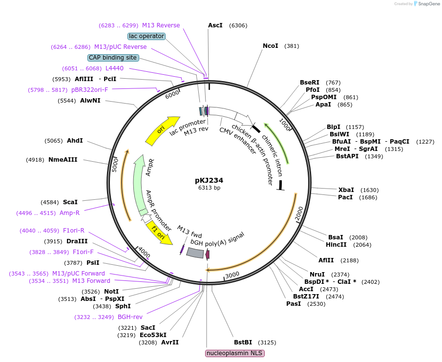 217492-plasmid-map-sequence-id-429512
